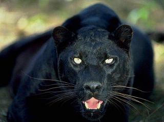 Чёрный леопард - пантера