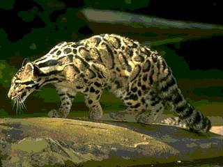 Дымчатый леопард - совсем не леопард