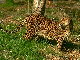 Леопард в природе