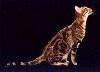 Кенийская лесная кошка (кадзондзо)