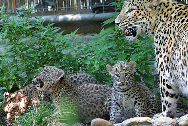 Самка персидского леопарда с котятами.