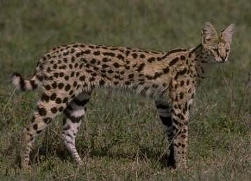 http://urbawebsite.narod.ru/cats/picturcats/serval2.jpg