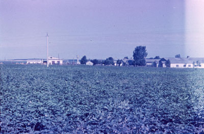 Вид на молочную ферму.1993 г.